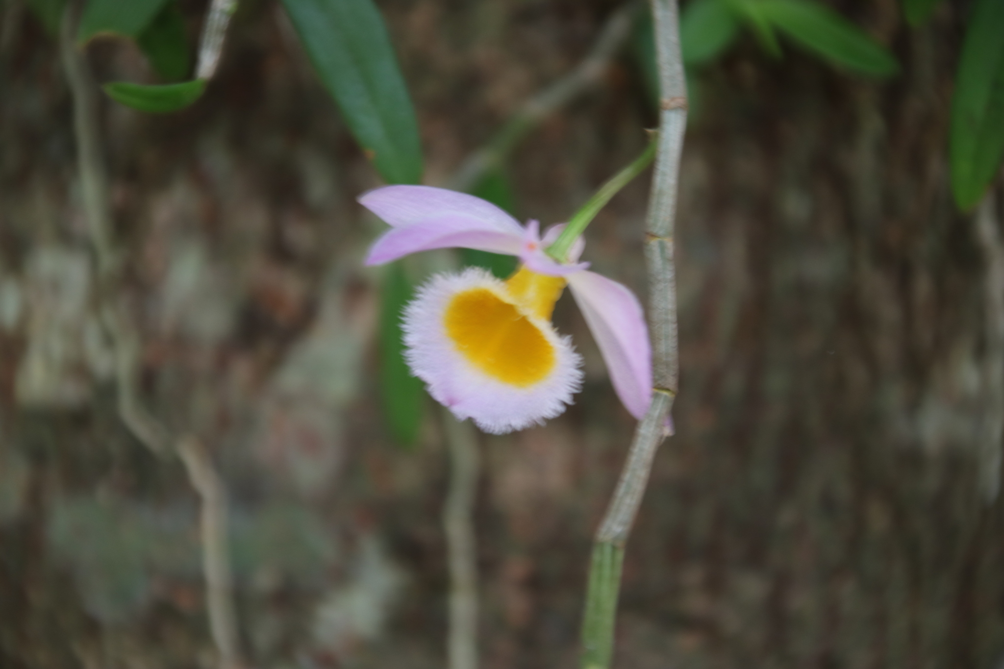 Imagem de Orquídea bambu