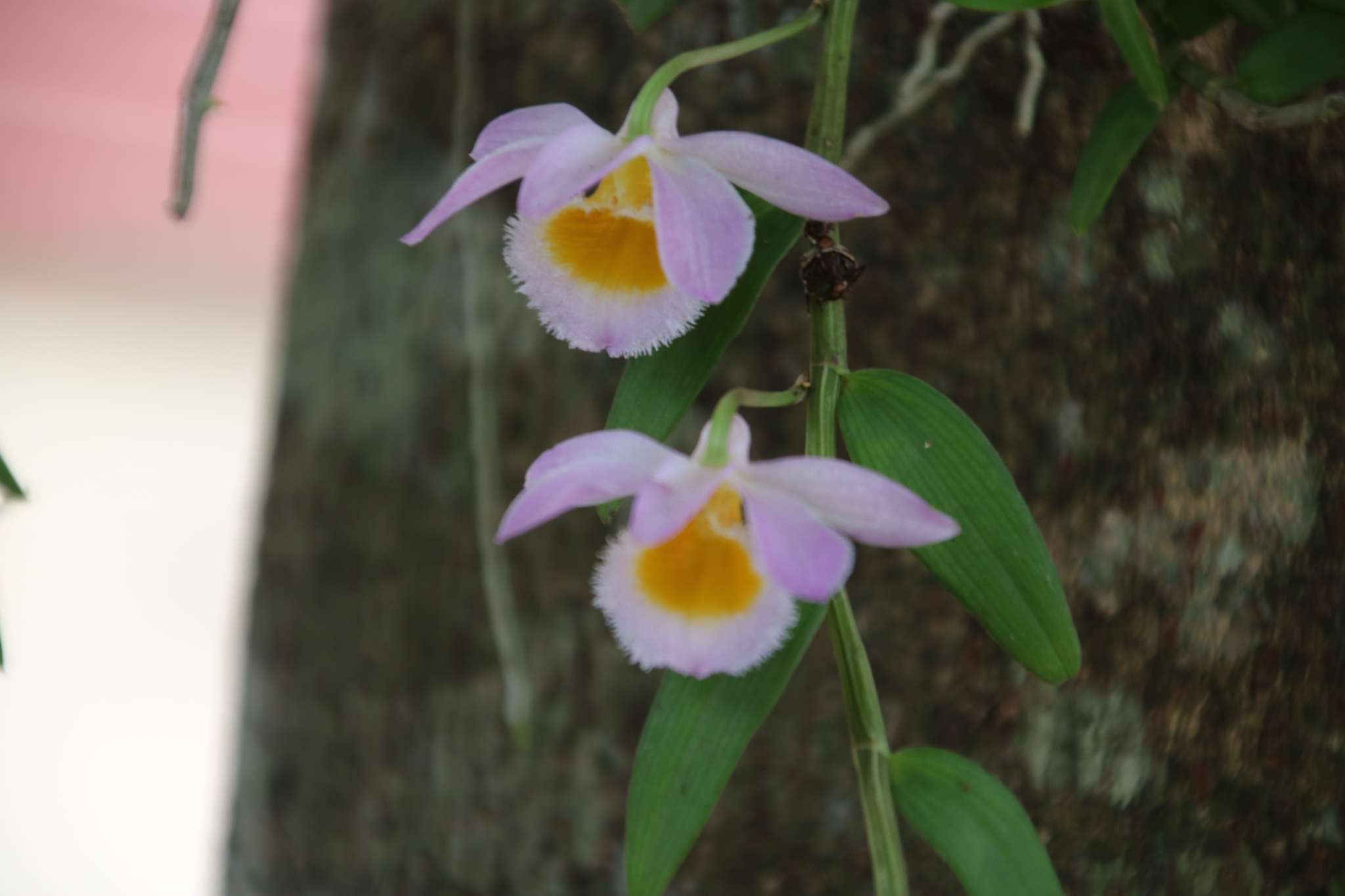 Imagem de Orquídea bambu