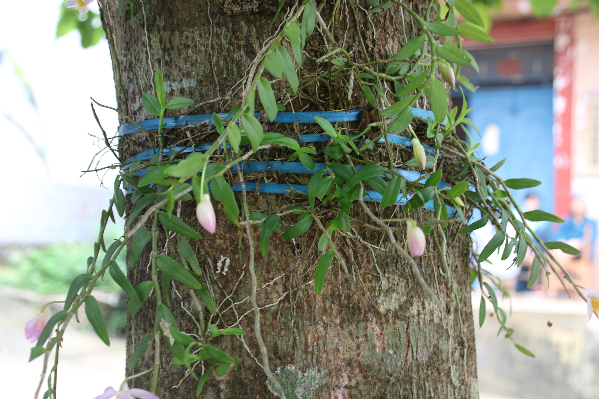 Imagem de Orquídea bambu