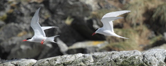 South American Tern photo 3