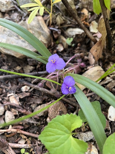 Dwarf spiderwort (Tradescantia longipes)