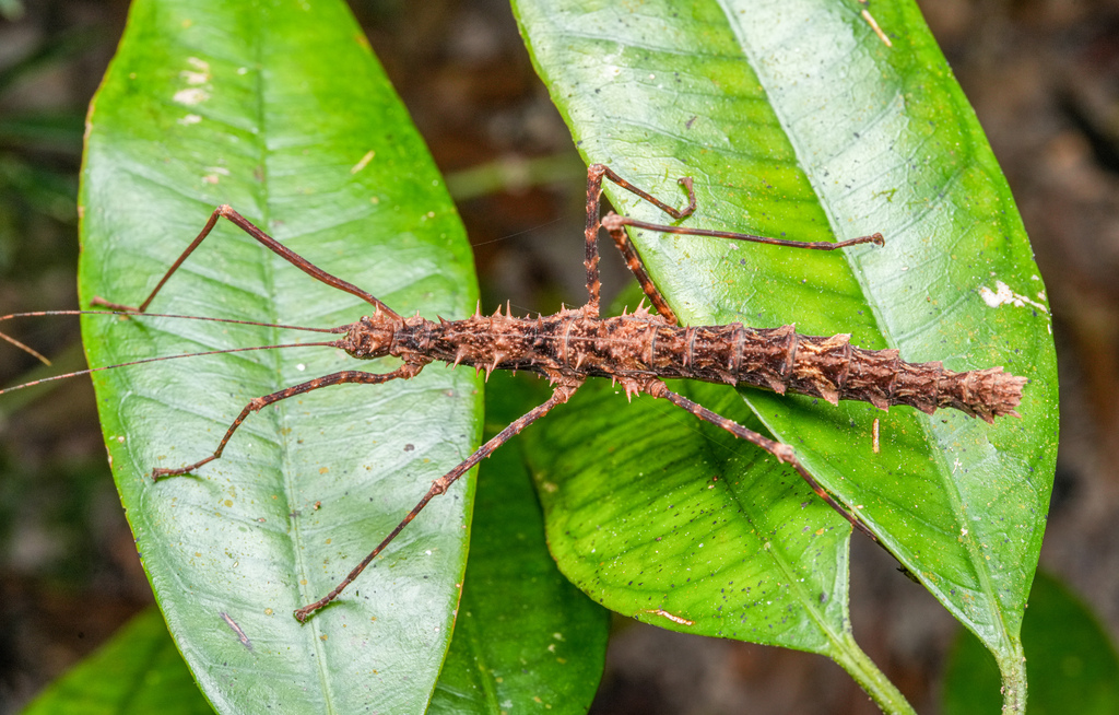 Qiongphasma bispinosum