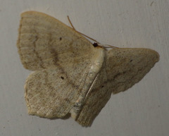 Scopula nigropunctata