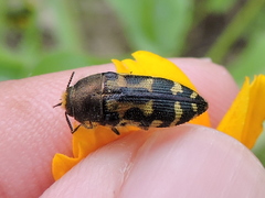 Acmaeodera mixta