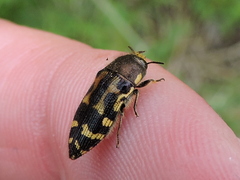 Acmaeodera mixta