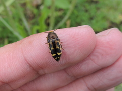 Acmaeodera mixta