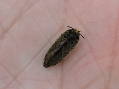 Acmaeodera mixta