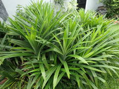 Pandanus amaryllifolius