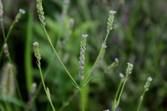 Verbena montevidensis
