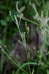 Verbena montevidensis