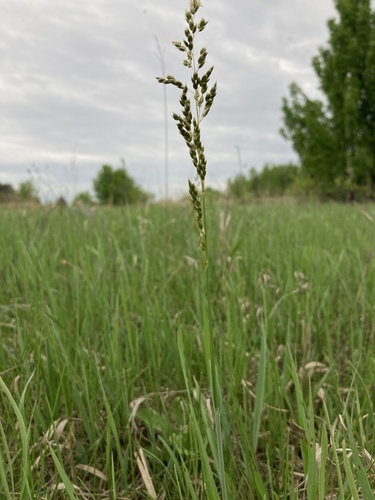 Anthoxanthum repens (Anthoxanthum repens)