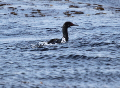 Leucocarbo magellanicus