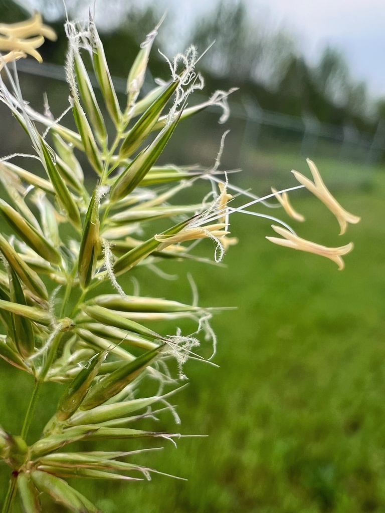 small sweet vernal grass