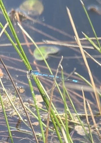 Sandhill Bluet photo 3
