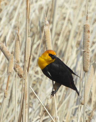Yellow-headed Blackbird