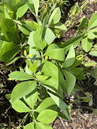 Image of Baptisia cinerea by (c) harrier, some rights reserved (CC BY)