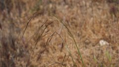 Nassella cernua