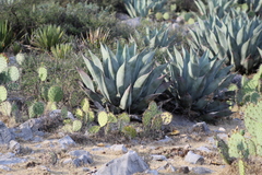 Agave
