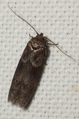 Blastobasis phycidella