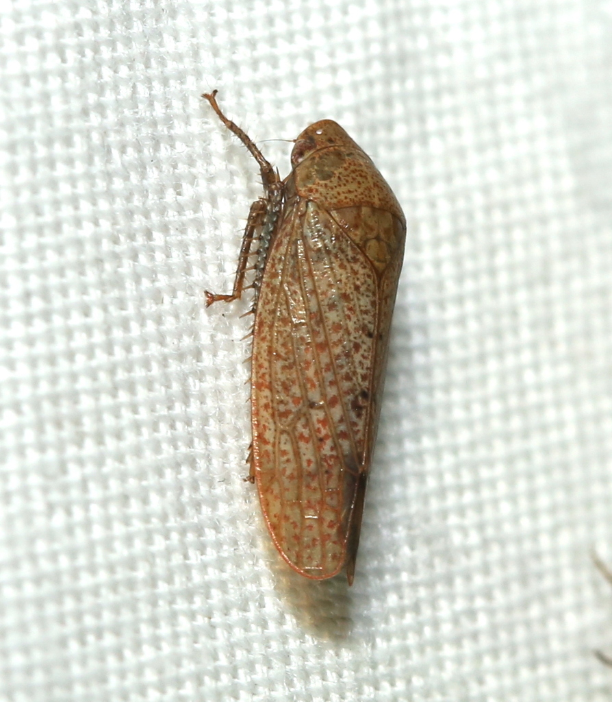 Ponana scarlatina