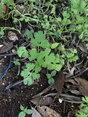 Petroselinum crispum