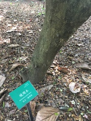 Parmentiera cereifera