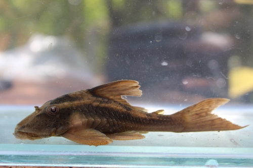 Hypostomus khimaera