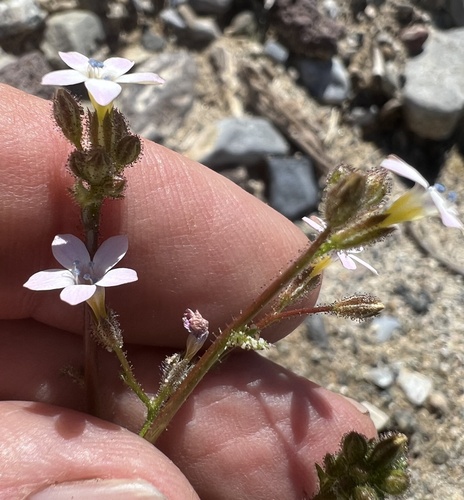 Image of Gilia stellata by (c) Steve Matson, some rights reserved (CC BY)