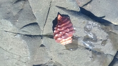 Tonnoidea