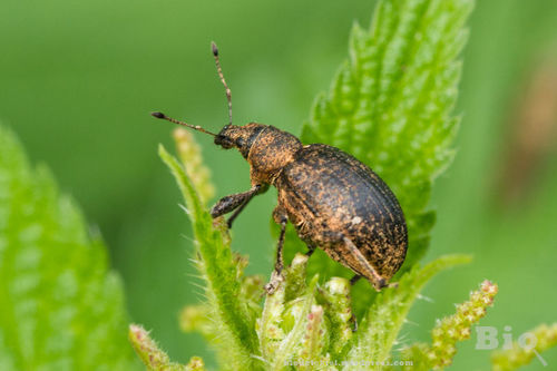 chequered weevil