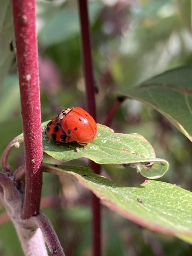 Asian Lady Beetle