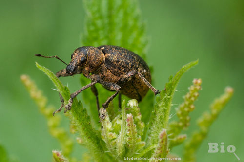 chequered weevil