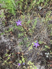 Triodanis biflora