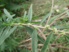 Aloysia polystachya