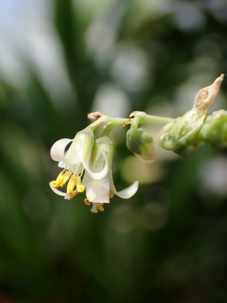 Fosterella villosula