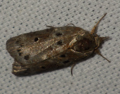 Nycteola