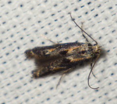 Blastodacna atra
