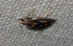 Blastodacna atra
