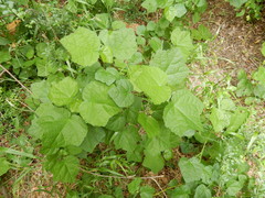 Malvaviscus arboreus drummondii