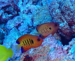 Centropyge loriculus