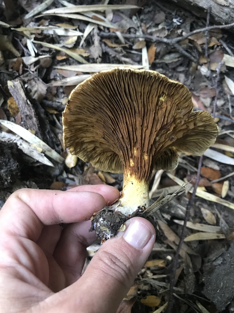 Austropaxillus statuum · April 2024 · photo: © tutitah (iNaturalist, cc0)