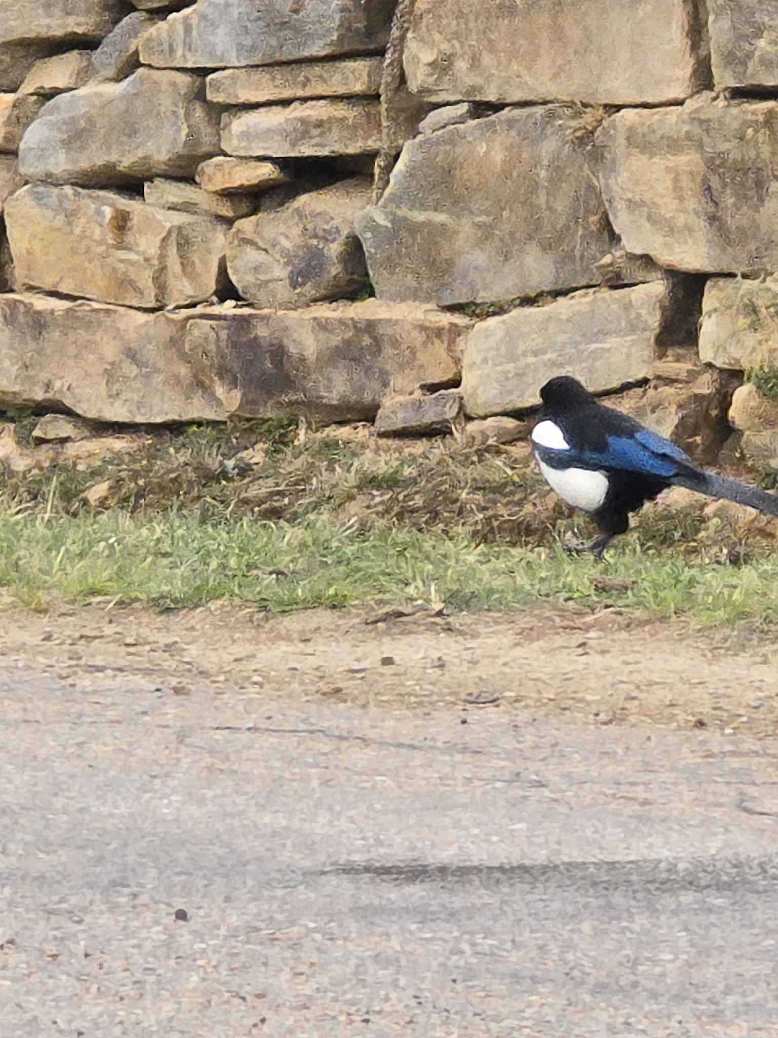 Black-rumped Magpie illustration