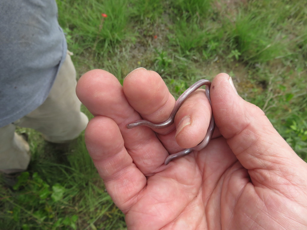 New Mexico Threadsnake