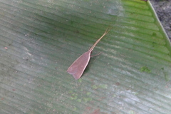 Homaloxestis multidentalis