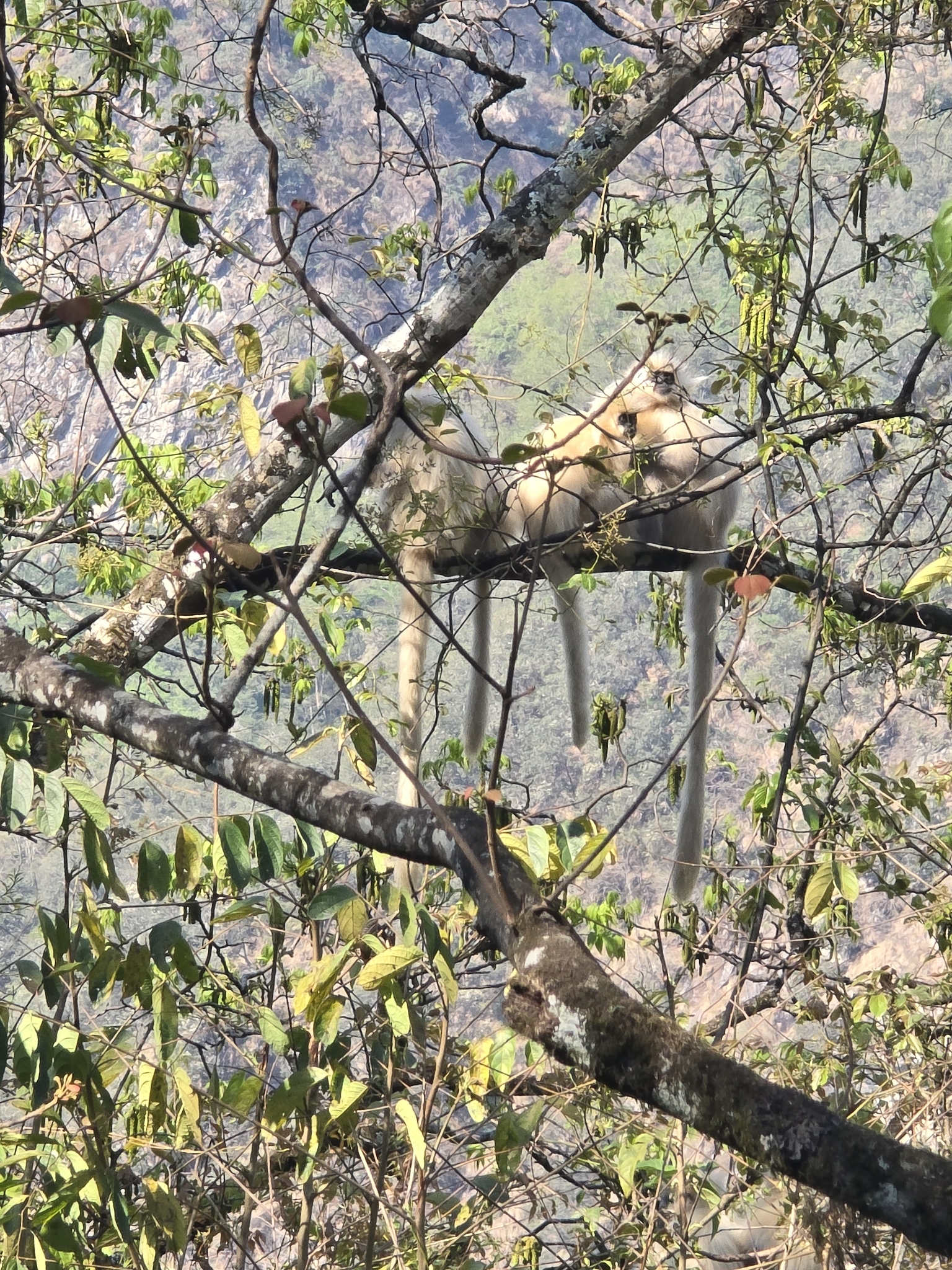 Gee's golden langur