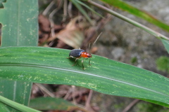 Trichobalya bowringii