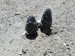 Pholisma arenarium