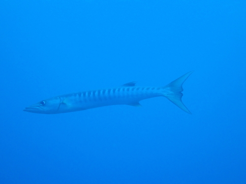 Blackfin barracuda (Sphyraena qenie) — Sphyraenidae — 5