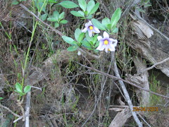 Solanum guineense