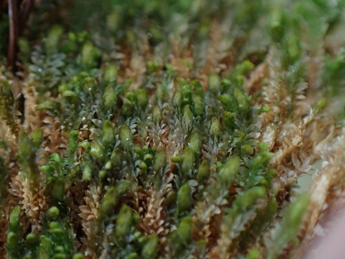 Image of Douinia ovata by no rights reserved